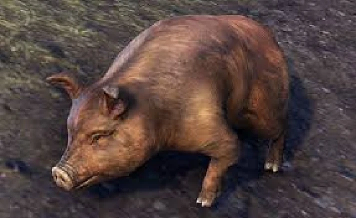 BRISTLEGUT PIGLET (PET) + 15 DAYS ESO PLUS + 750 CROWN✅