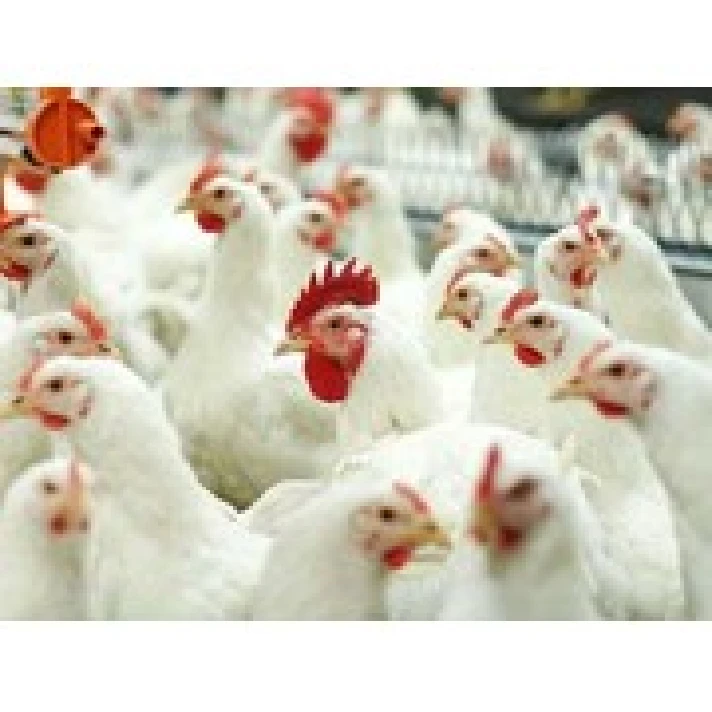 Business Plan 1000/2000 chickens on poultry farms