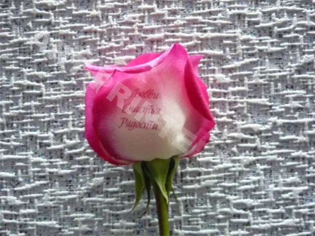 БИЗНЕС–ПЛАН Получения субсидии на развитие бизнеса