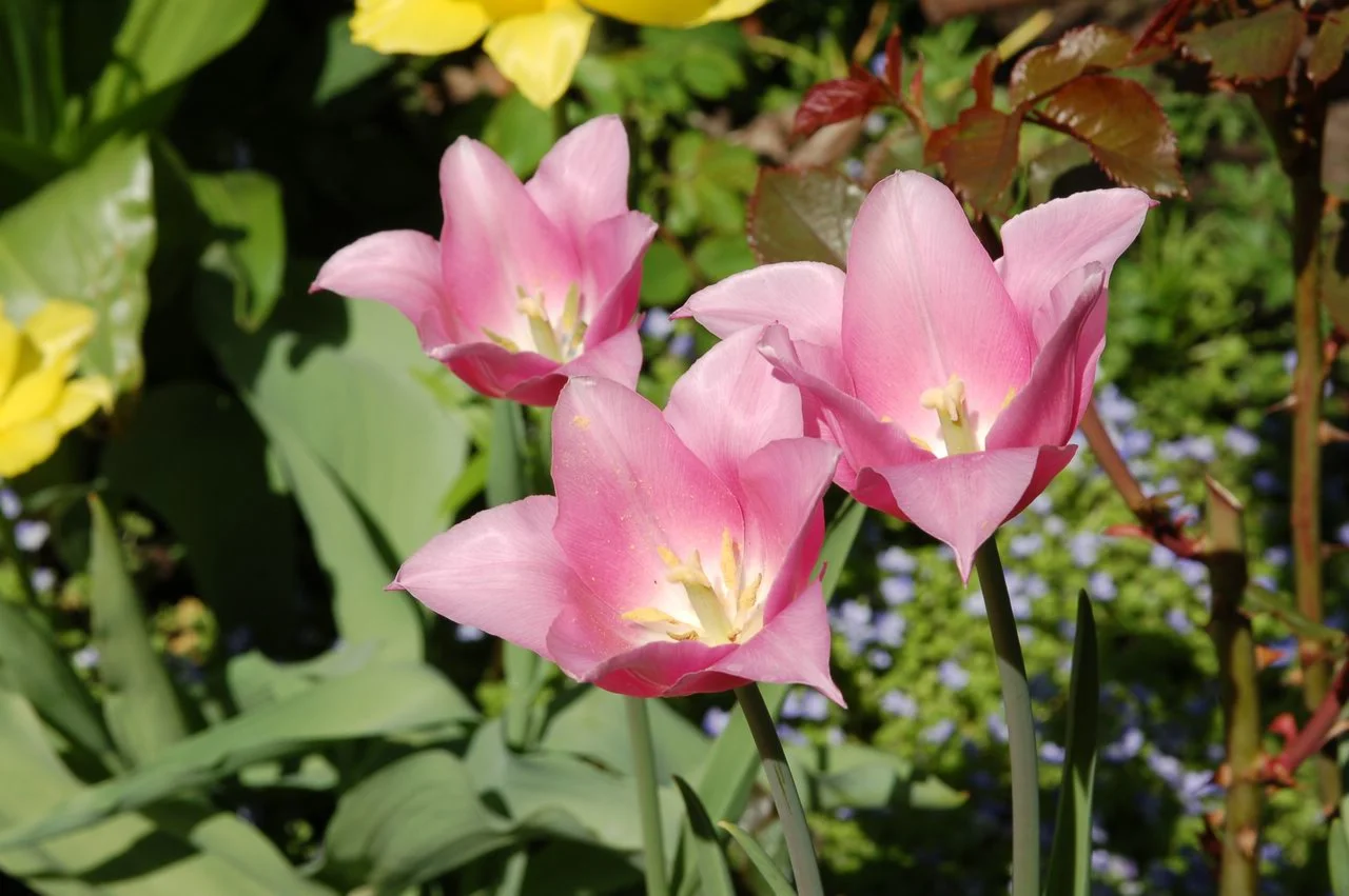 Фотография нежно-розовые цветы