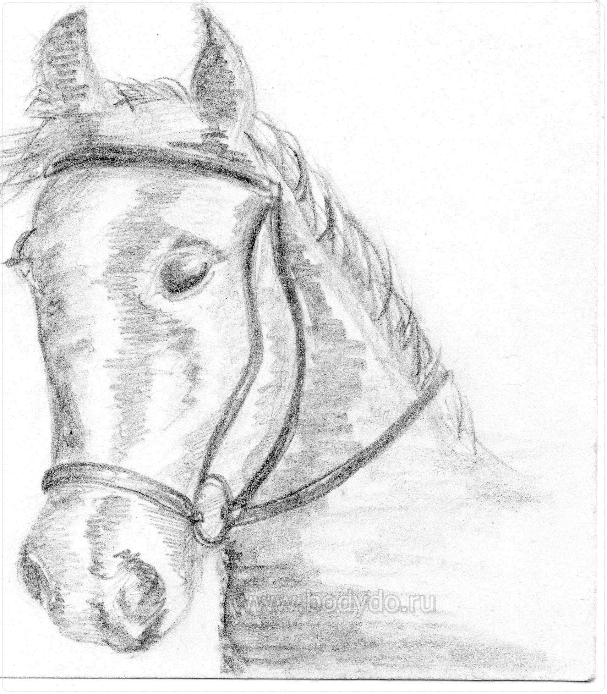 Цифровой рисунок Задумчивая лошадка