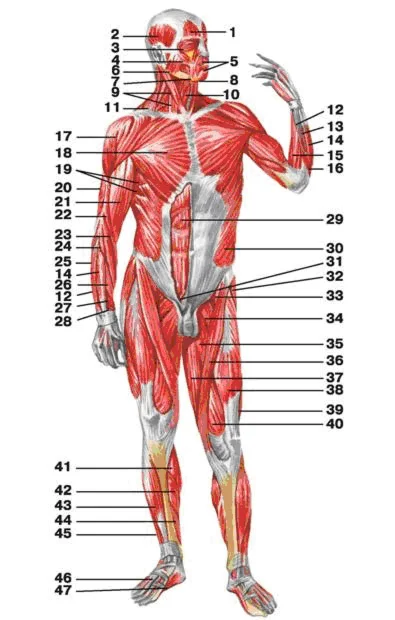 Несложные упражнения для хорошего развития силы