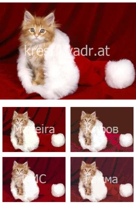 Котенок в новогодней шапке