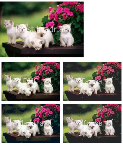 Сиамские котята