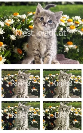 Внимательный взгляд котенка