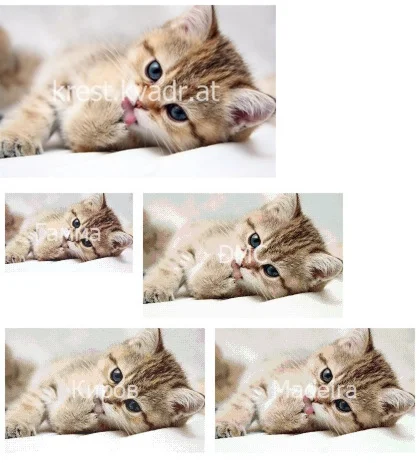 Котенок умывается