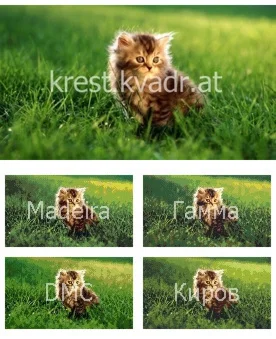 Котенок в лучах Солнца