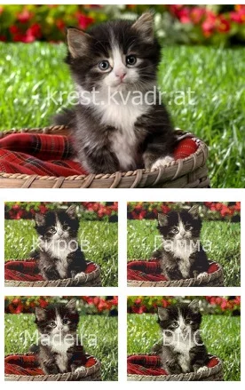 Котенок в корзине