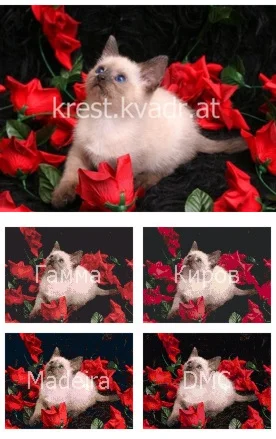 Котенок среди красных цветов