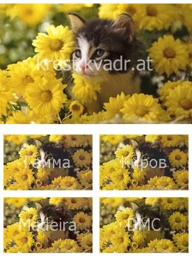 Котенок и желтые хризантемы