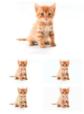 Рыжий котенок