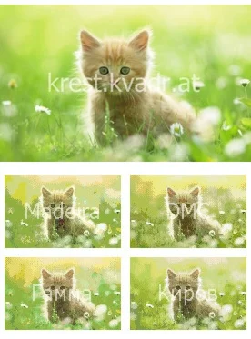 Котенок среди природы