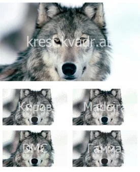 Красивый волк