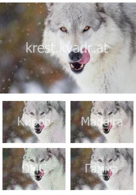 Облизывающийся волк