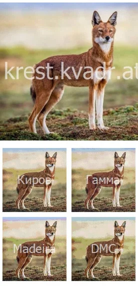 Саванный волк