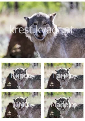 Симпатичная улыбка волка