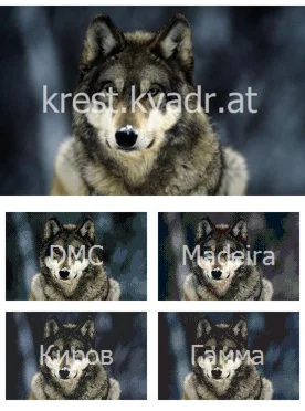 Красивая морда волка