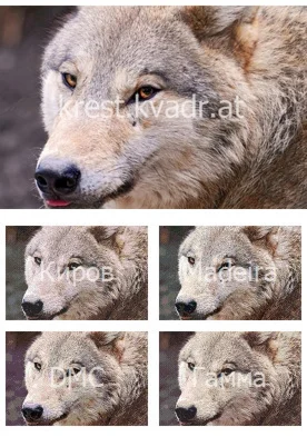 Хитрый волчий взгляд