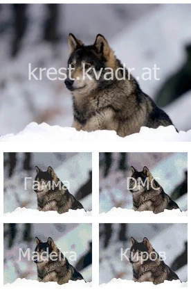 Красивый черно-серый волк