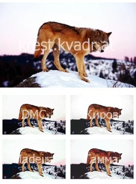 Рыжий волк на снегу
