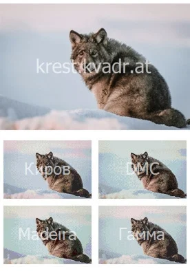 Волк зимой оглядывается