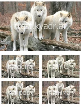 Стая белых волков