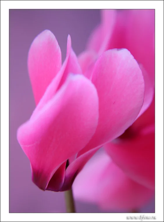 239 фото высокого качества Цикламен, цветы, фотобанк