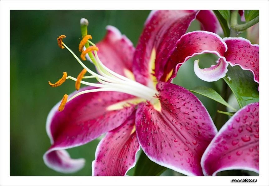 633 фото высокого разрешения Лилия