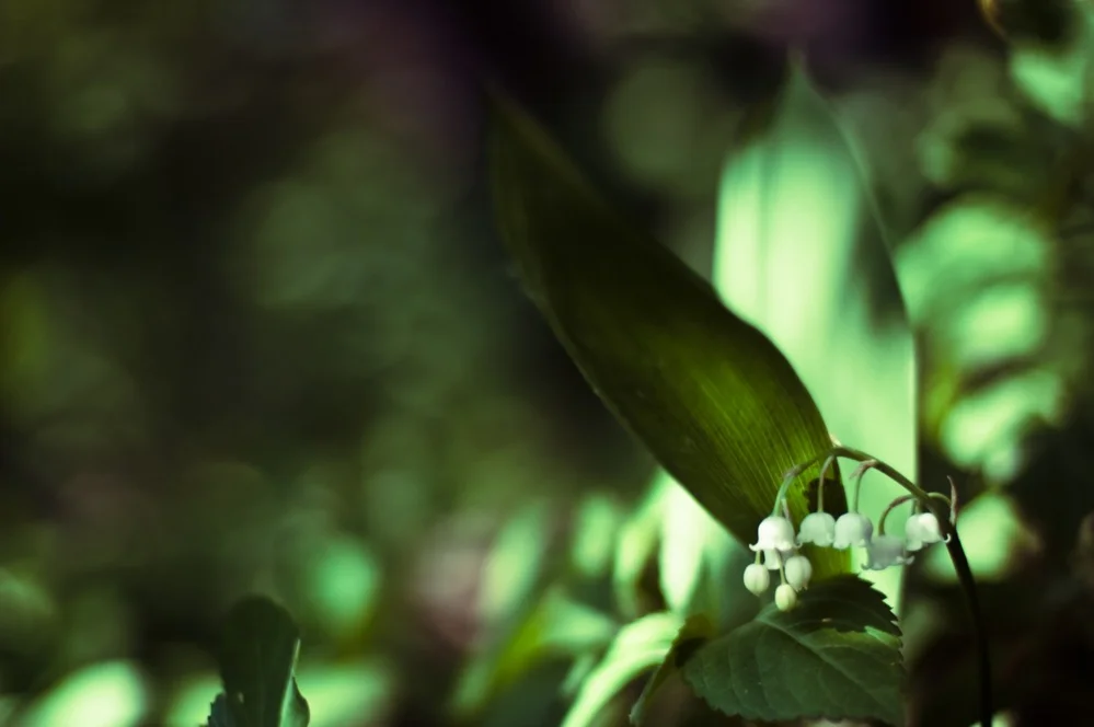 Лилия долины (3008x2000)