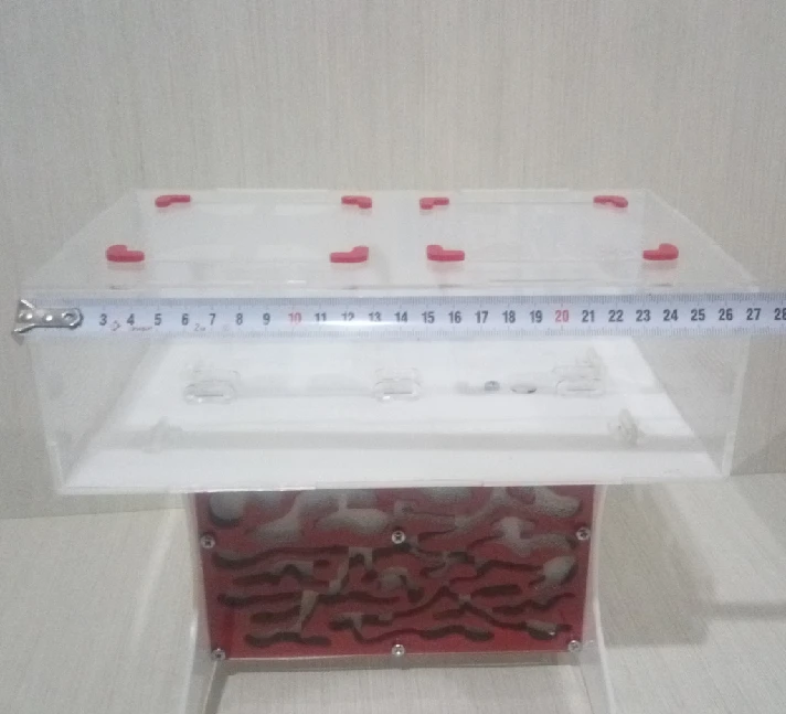 layout (drawing) formicarium with a large arena