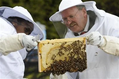 ERKƏKLƏMİŞ ARI AİLƏSİ