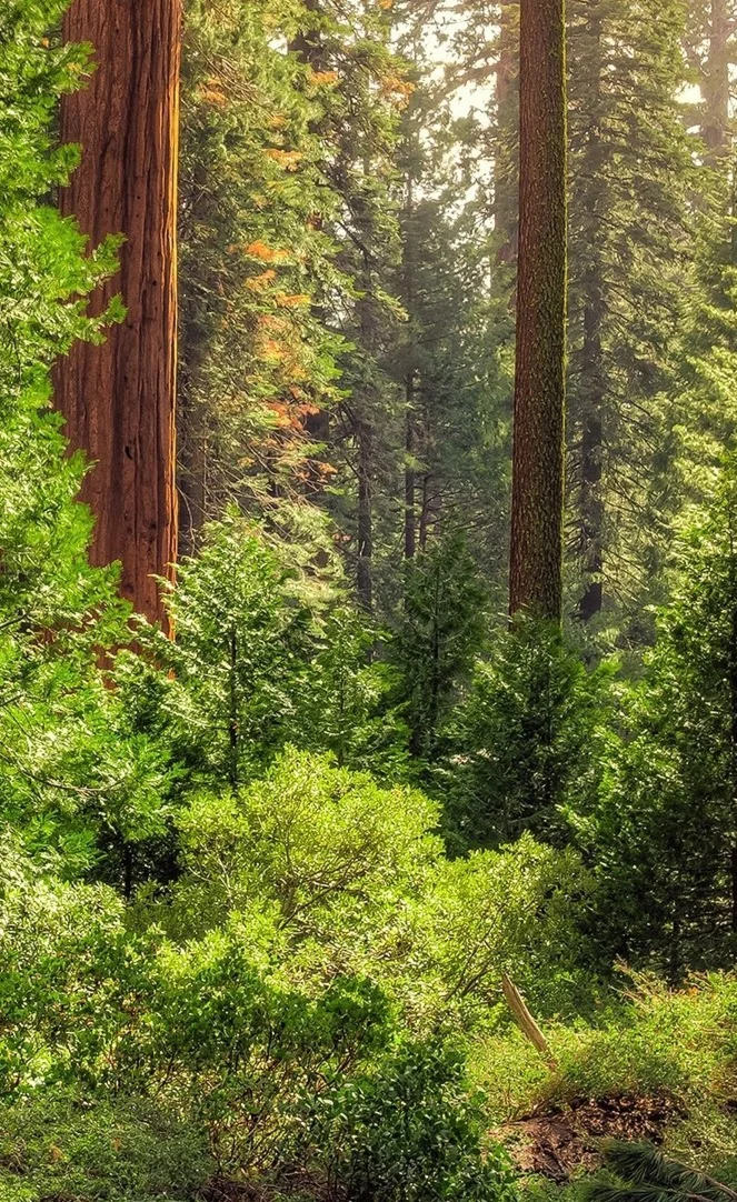 Первые шаги #1.fb2