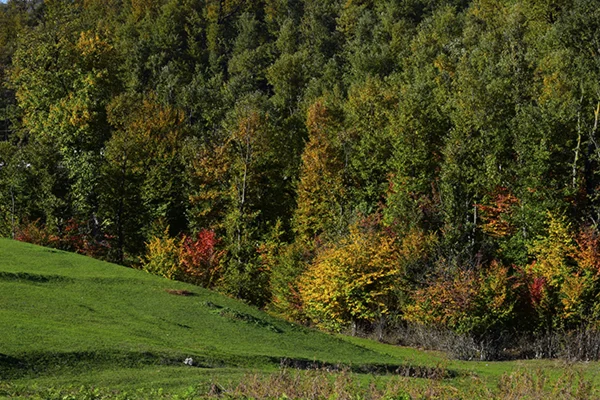 красочная природа