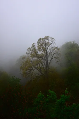 Туманная природа