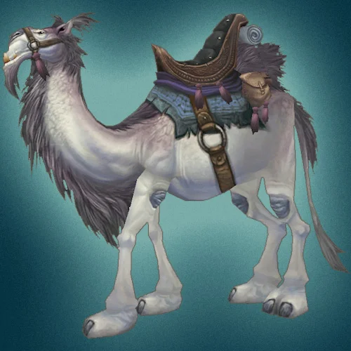 Белый ездовой верблюд