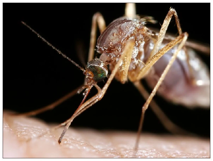 How to protect against mosquitoes and sandflies.