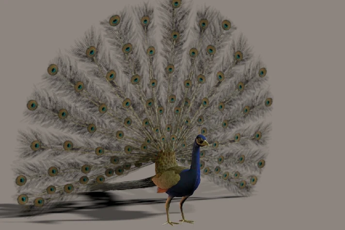 Peacock 3D Model