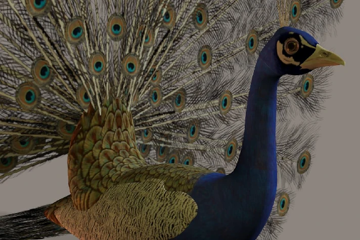 Peacock 3D Model