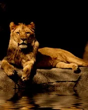 Новая Анимация для мобильных 176х220 ani gif