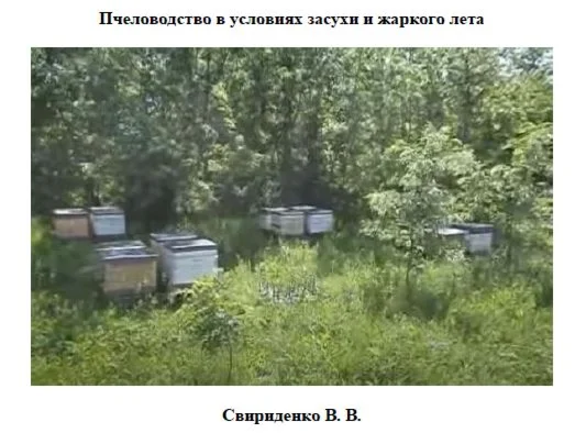 Пчеловодство в условиях засухи и жаркого лета