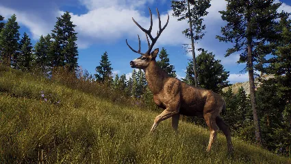 Way of the Hunter + ОБНОВЛЕНИЯ И DLS / STEAM АККАУНТ