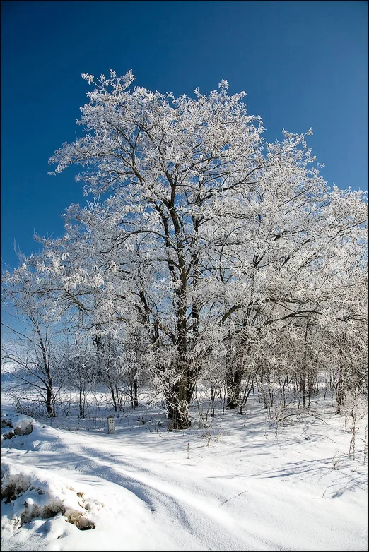 1410 фото высокого разрешения Серебро на дереве