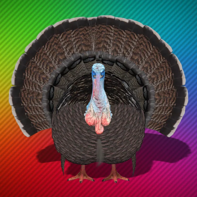 Дикая Индейка - GreenScreen видео