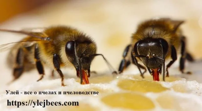 Добавьте свою пасеку на сайт