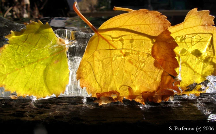 Хрупкость бытия