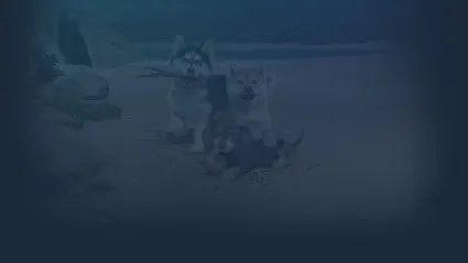 🔥 Little Friends: Puppy Island | Steam Россия 🔥