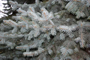 текстура хвои