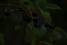 Лесные ягоды