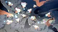 ✅NARUTO X BORUTO Ultimate Ninj — фото 2