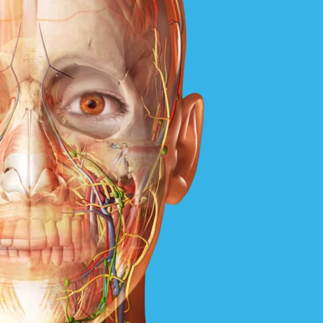 Human Anatomy Atlas 2024 iPhone ios iPad Appstore 